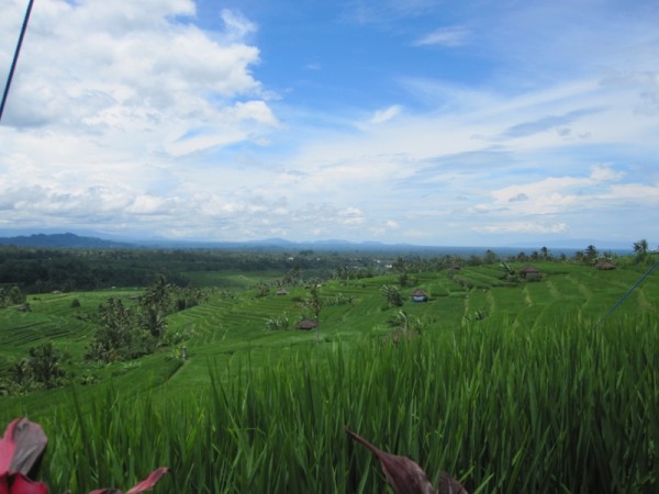 bali-hochland-reis Hochland von Bali