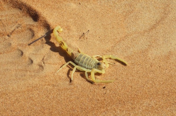 Gelber Mittelmeer Skorpion