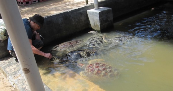 Meeresschildkröten auf Bali